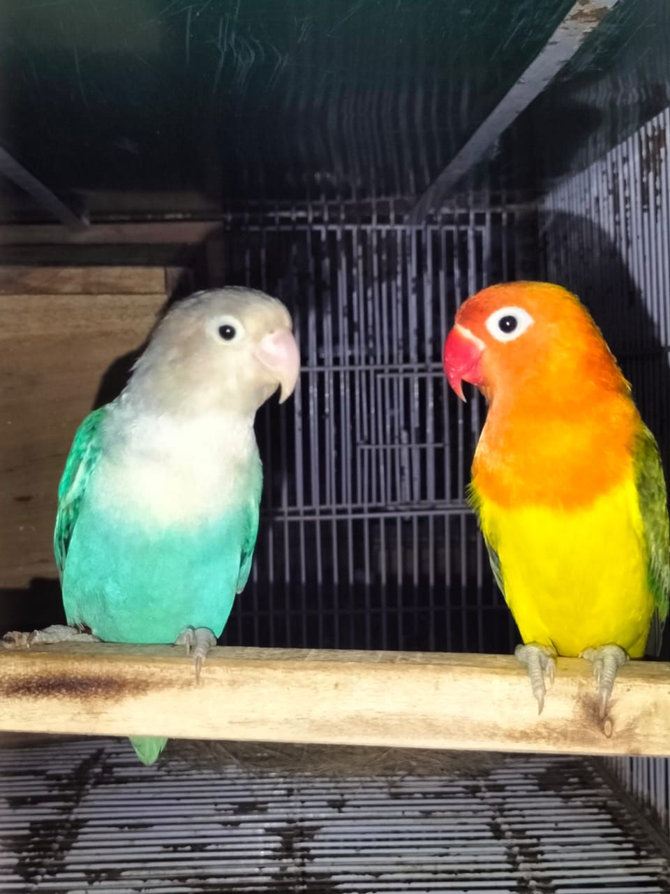 Love birds for sale