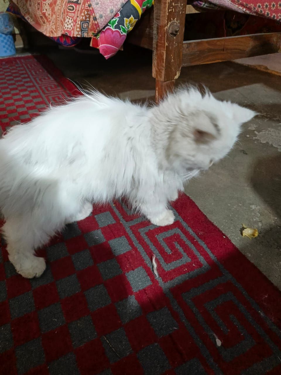 Persian punch face female