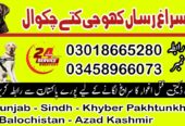 Army Dog Center Chakwal 03009780927 | Khoji Dog Center Chakwal Contact Number 03458966073
