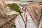 Ringneck parrot breeder male