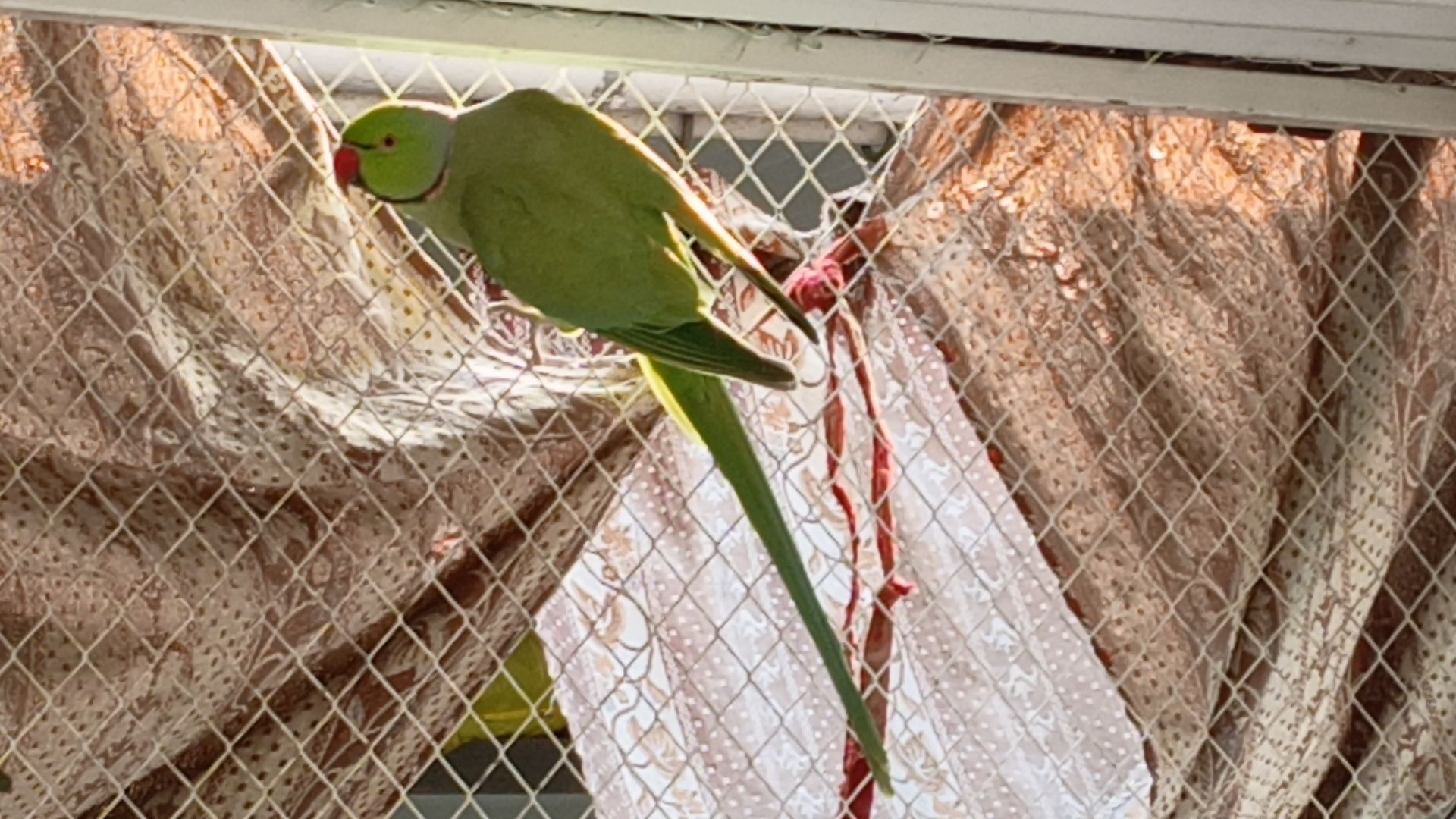Ringneck parrot breeder male