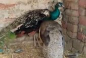Peacock breeder pair