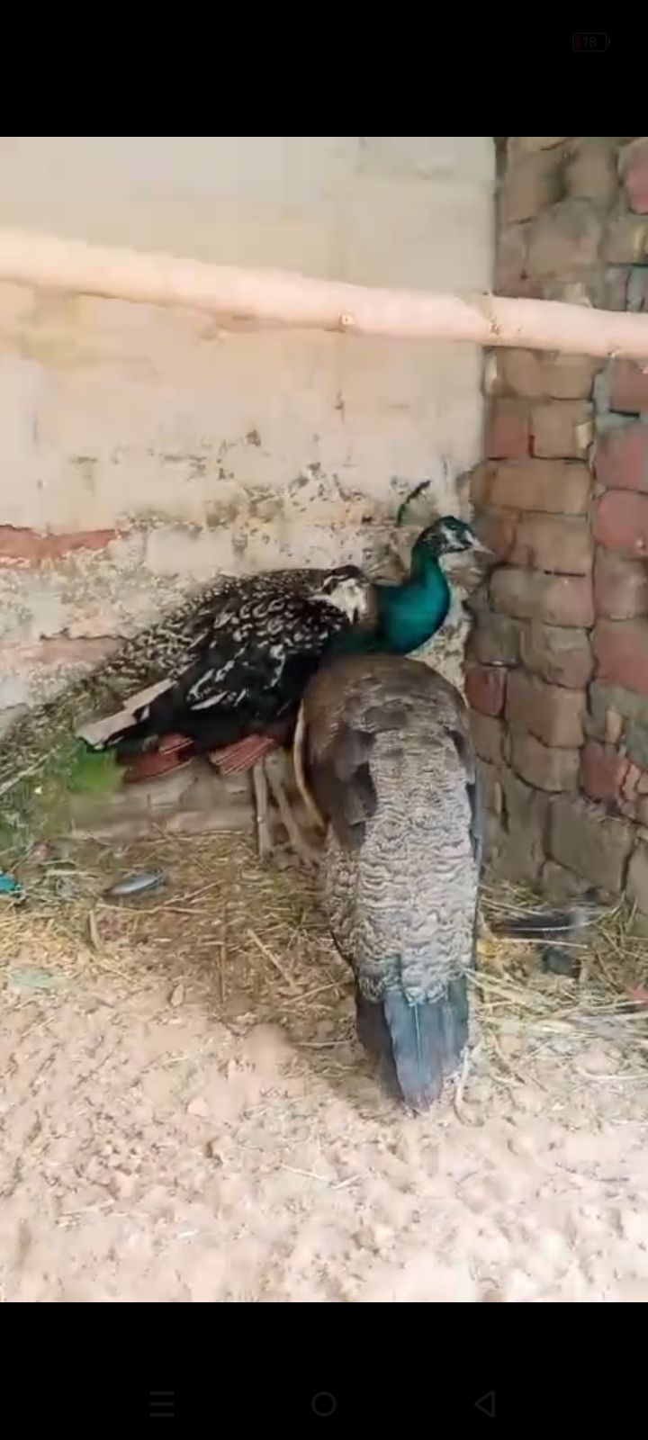 Peacock breeder pair