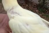 Lovebird