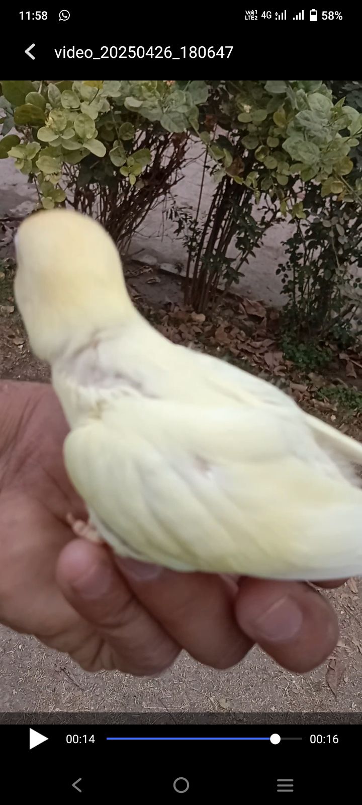 Lovebird