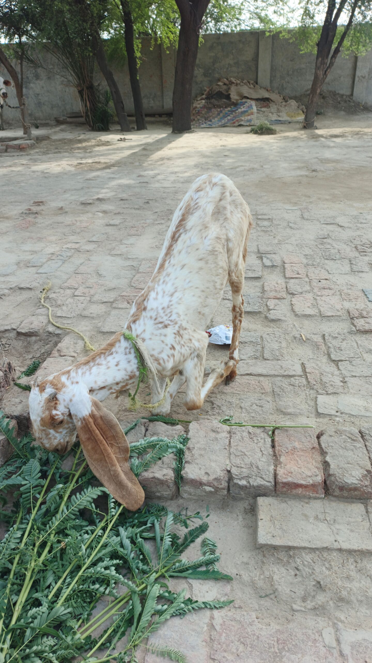 Maki chani bakri