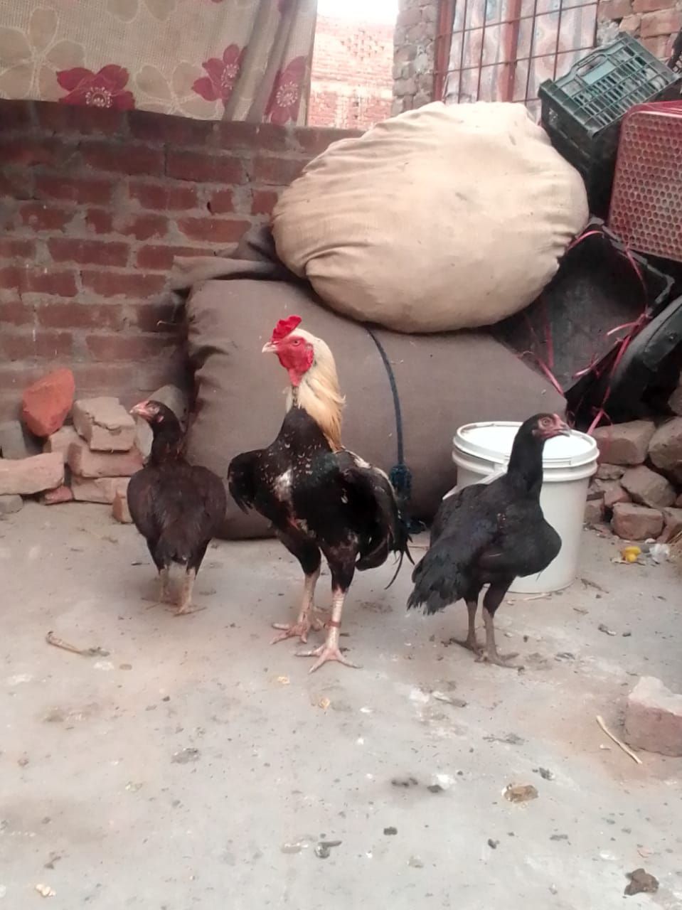 Aseel sale