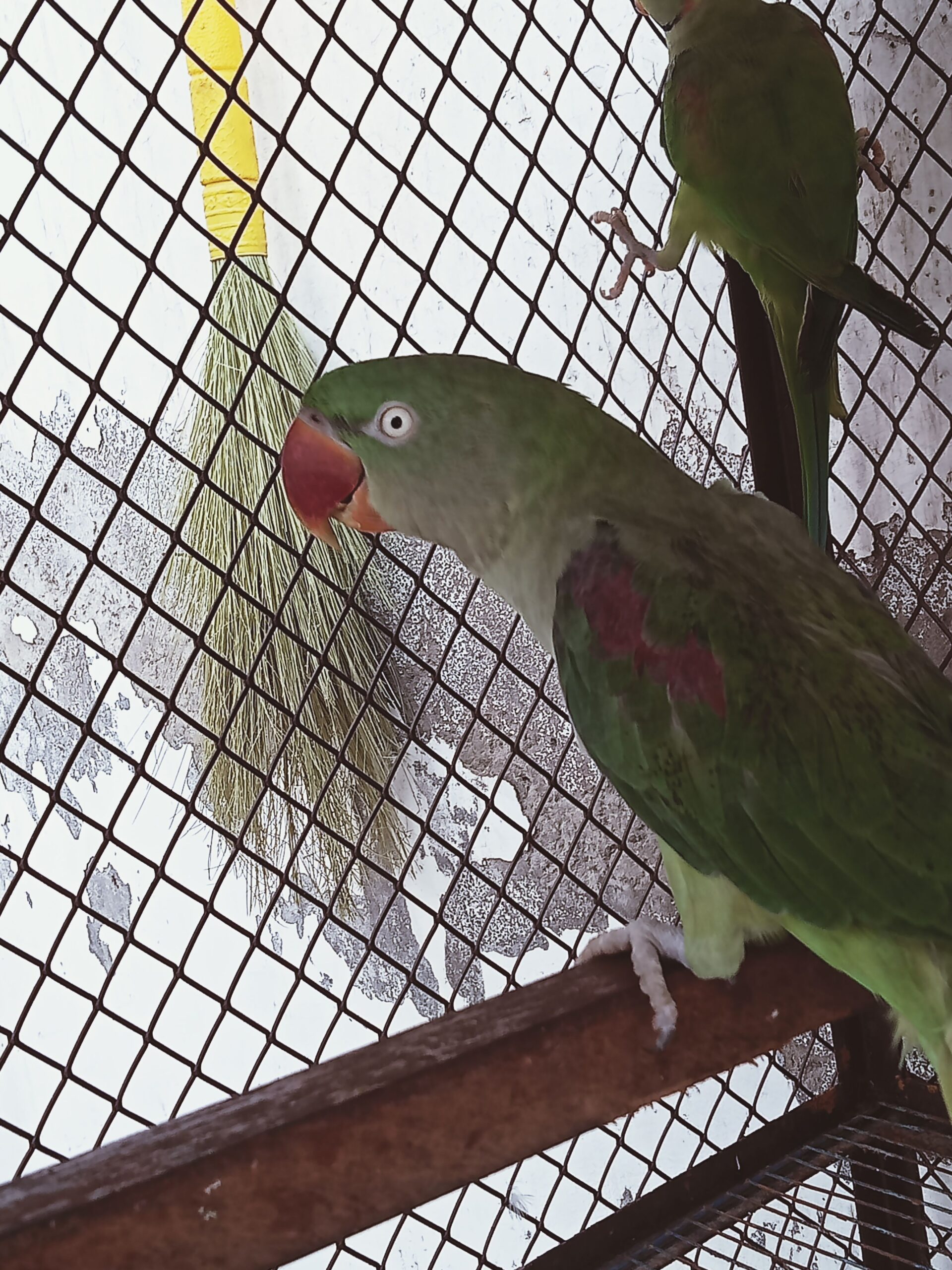 Raw Breeder pair