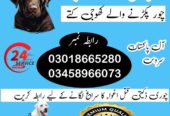 Army Dog Center Khanewal 03009195279 | Khoji Dogs In Khanewal
