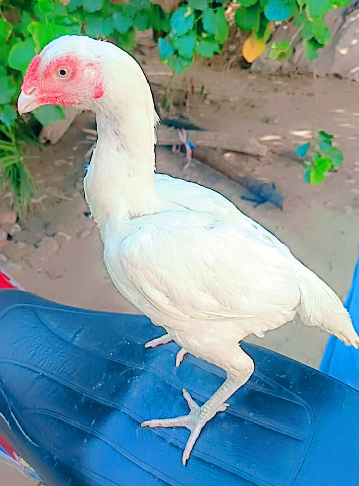 پیپر وائیٹ اعلی کوالٹی اصیل