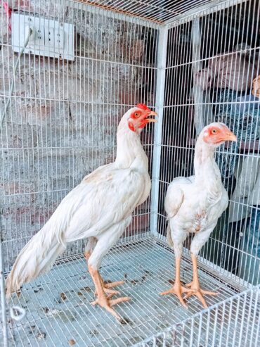 Heera aseel pair