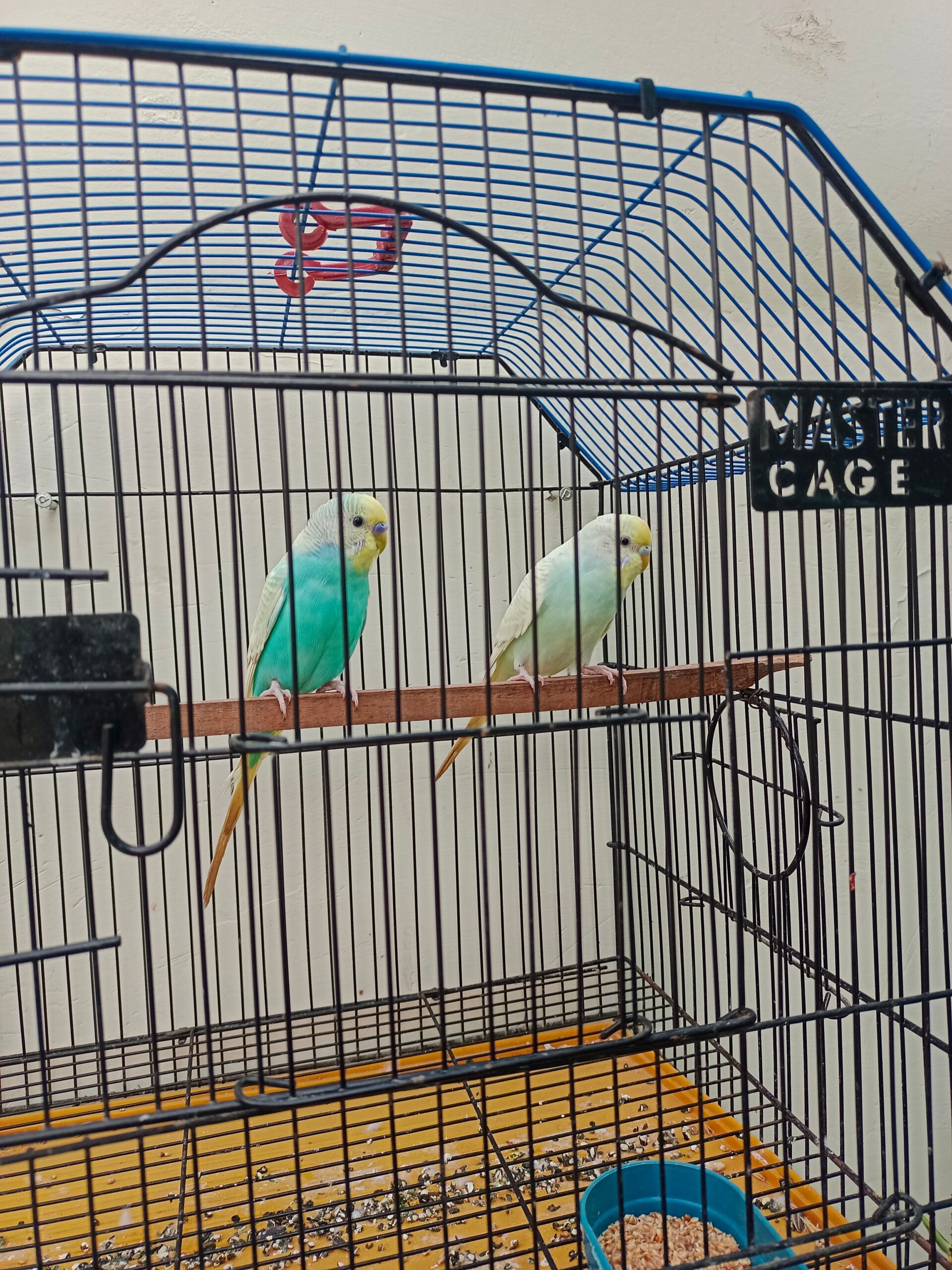 Rainbow Breeder pair 💯