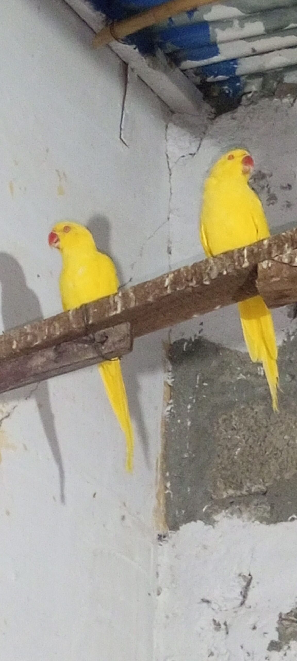 Yellow Ringneck