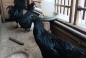 Ayam Cemani Grey Tongue Trio