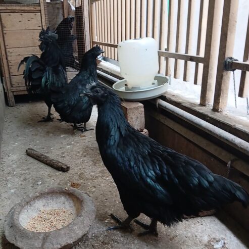 Ayam Cemani Grey Tongue Trio