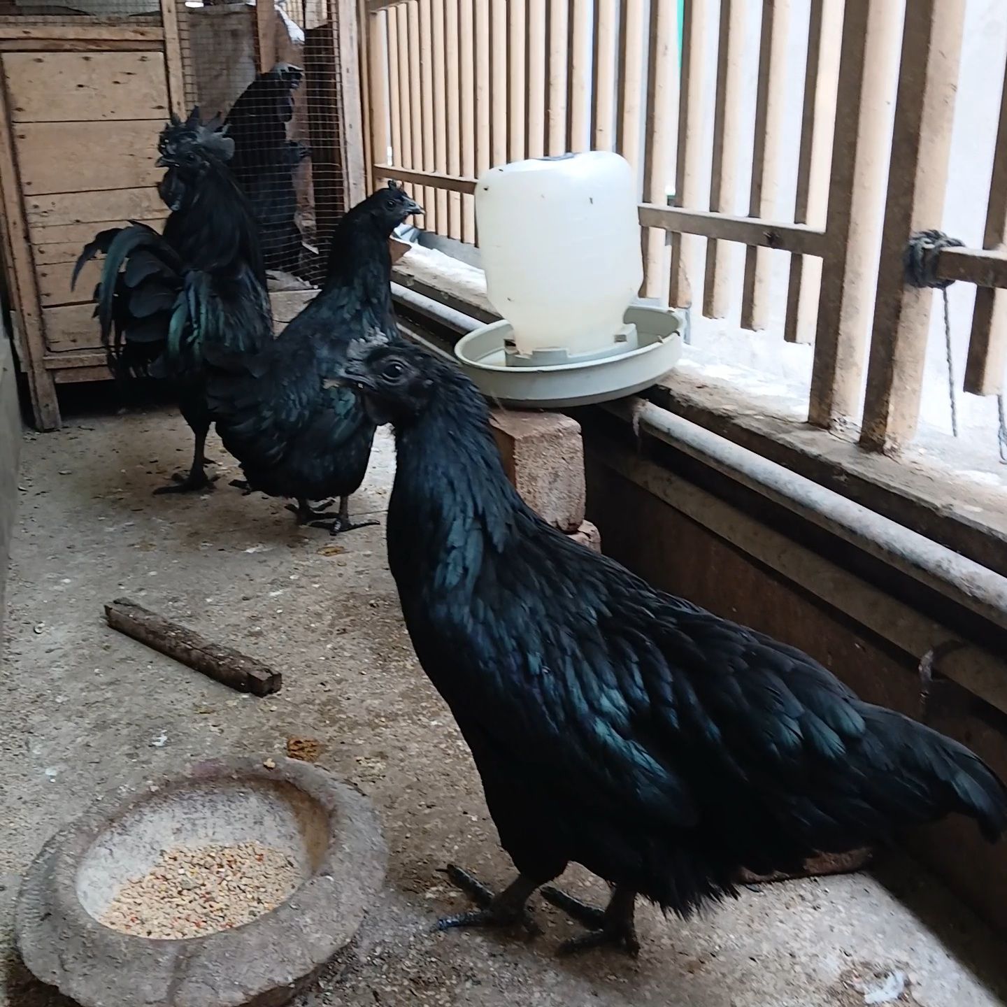 Ayam Cemani Grey Tongue Trio