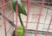 Raw parrot for sale