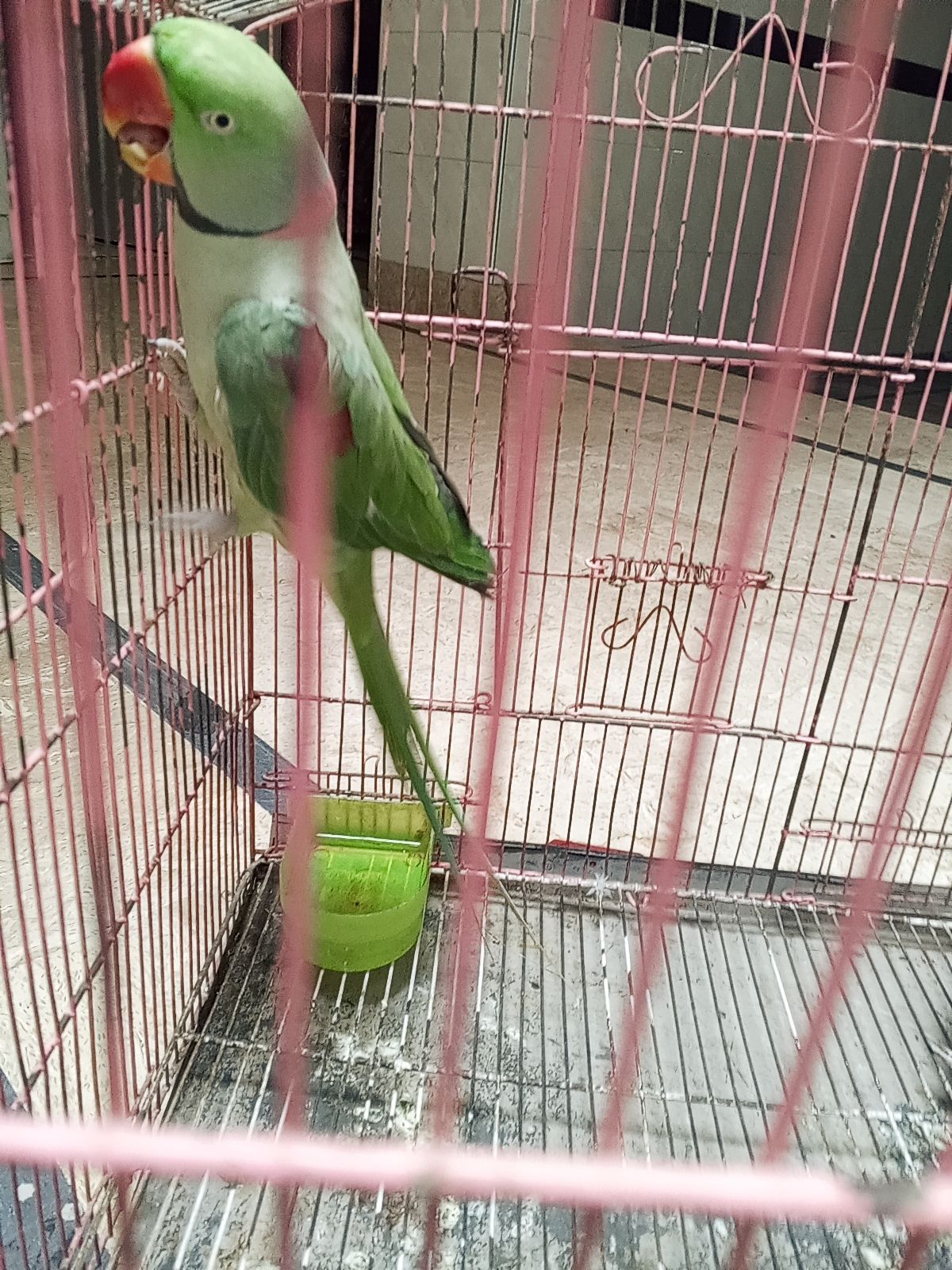 Raw parrot for sale