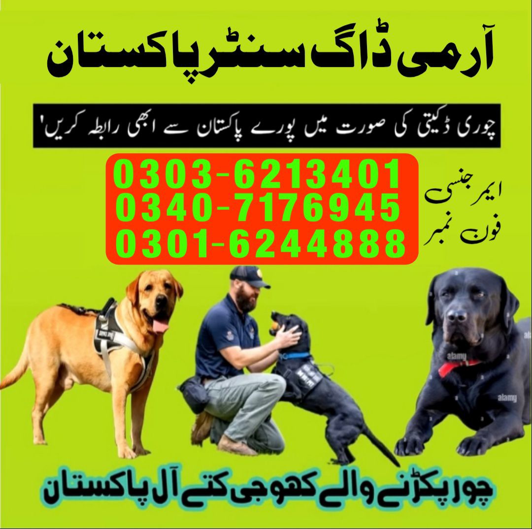 Dog Center Vehari 03407176945 Fauji kutta