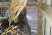 Aseel Murga for sale location Lahore kot lakhpt
