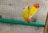 Lutino personata pair red eyes