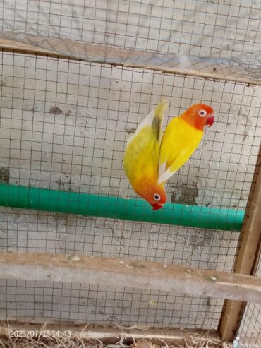 Lutino personata pair red eyes