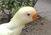 Lovebird