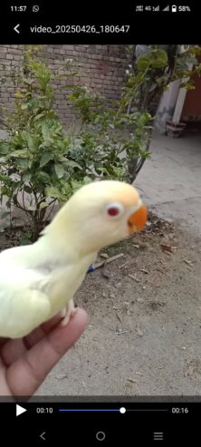 Lovebird