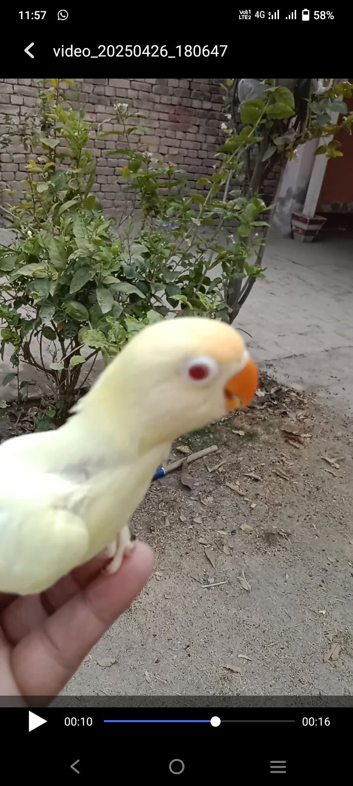 Lovebird