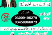Army Dog Center Karachi 03458966073 Special Army dogs Karachi