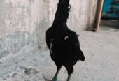 Penas pakoyii Female for sale
