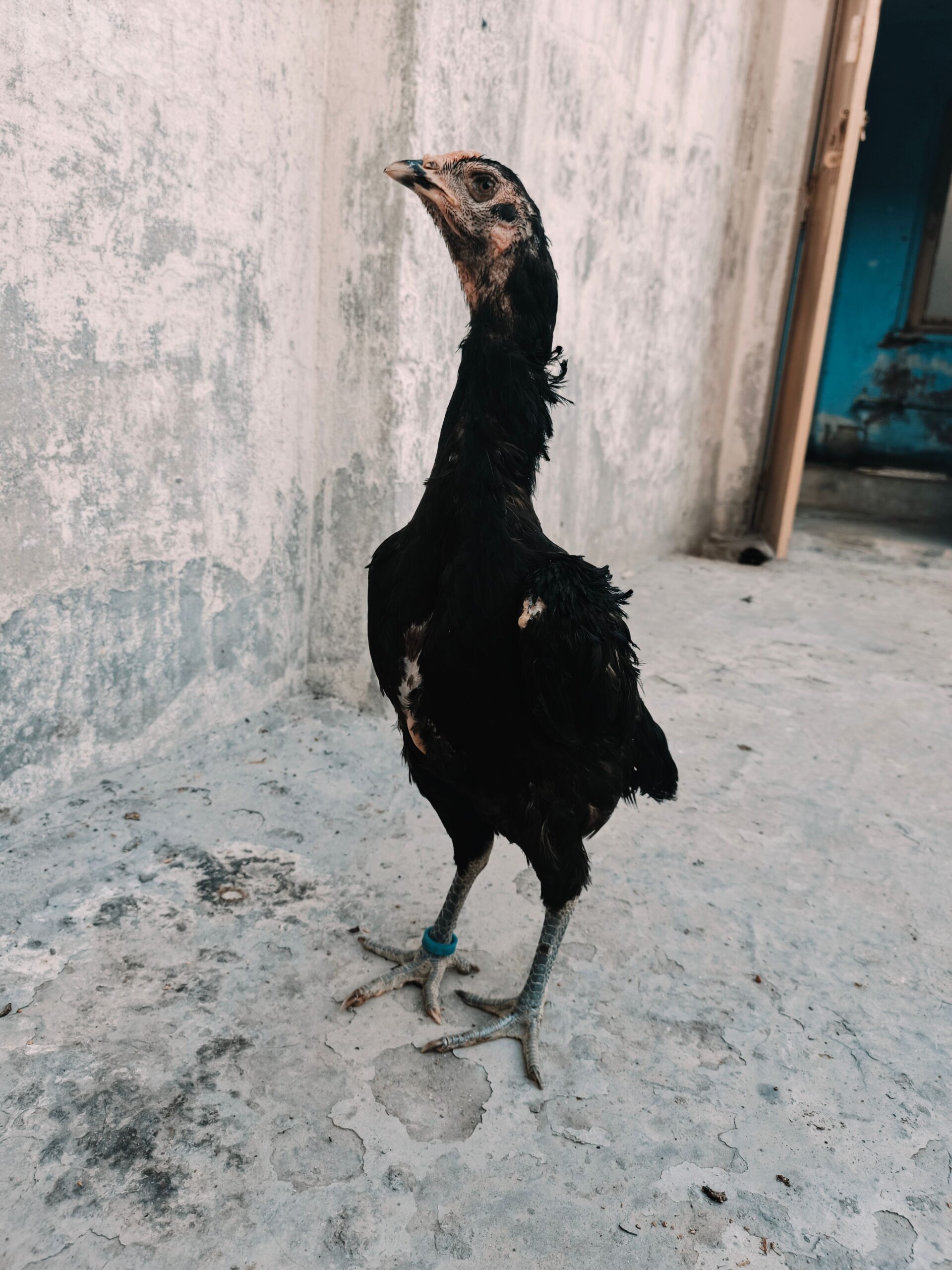 Penas pakoyii Female for sale