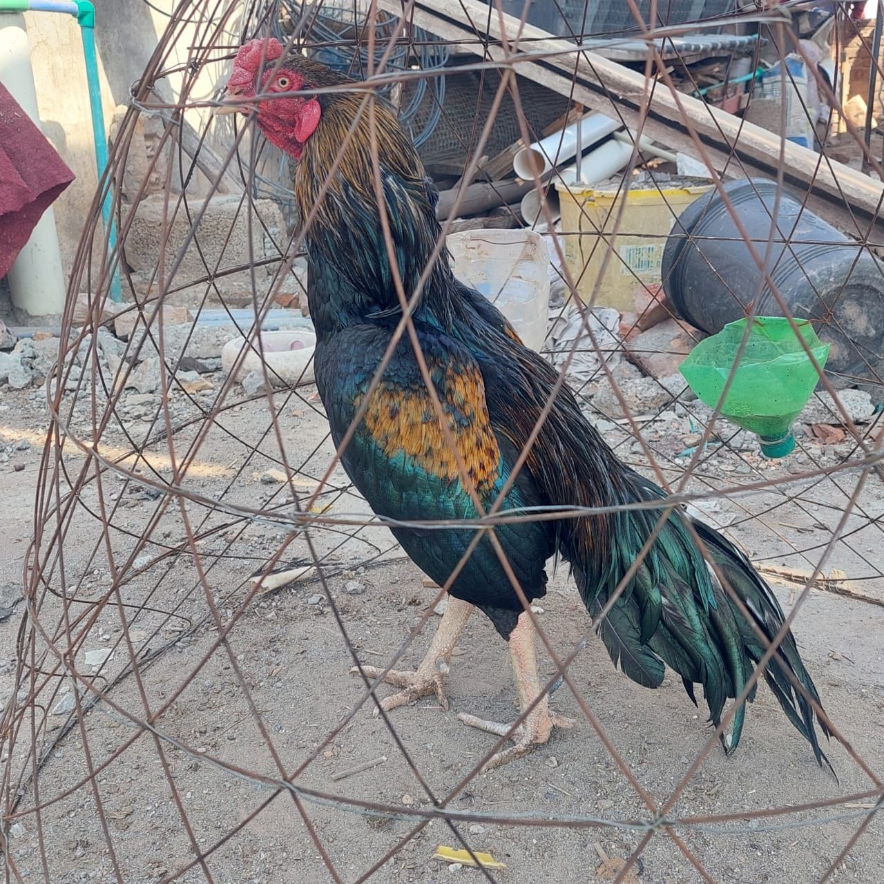 Sawa jawa Breeder male for sale.
