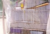 Red eyes Australian parrot/budgies pair with cage