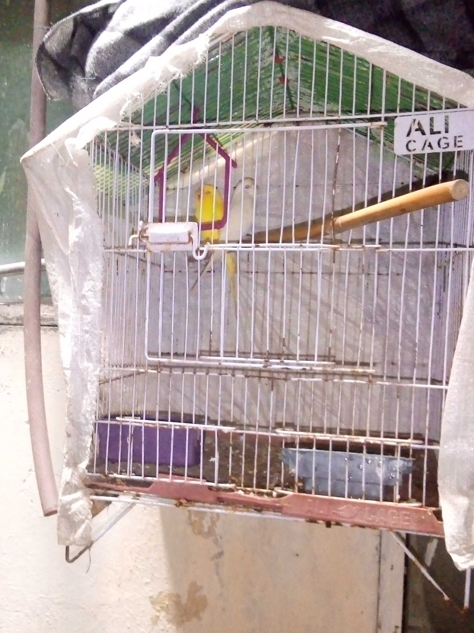Red eyes Australian parrot/budgies pair with cage
