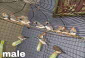 Zebra finches Male and Female