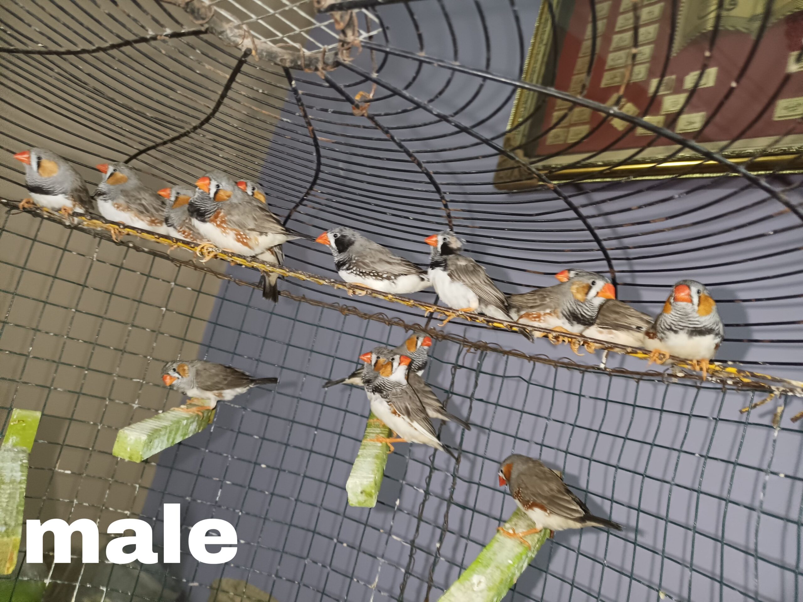 Zebra finches Male and Female