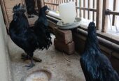 Ayam Cemani Grey Tongue Trio