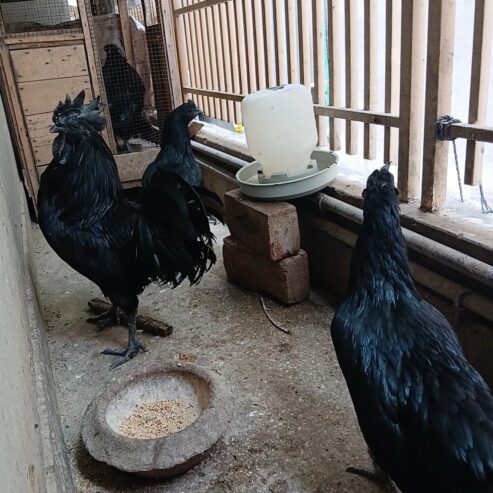 Ayam Cemani Grey Tongue Trio