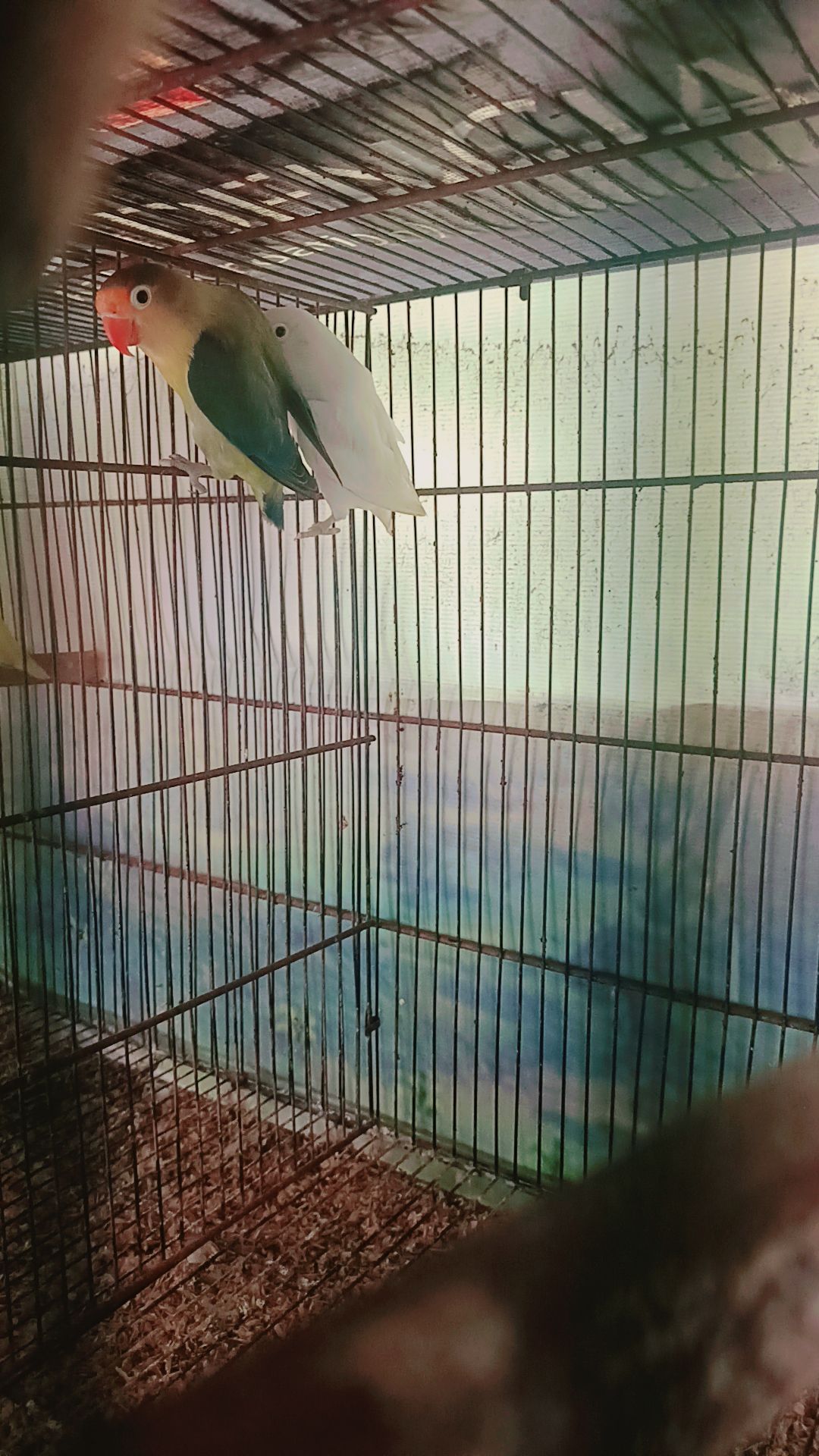 Love birds