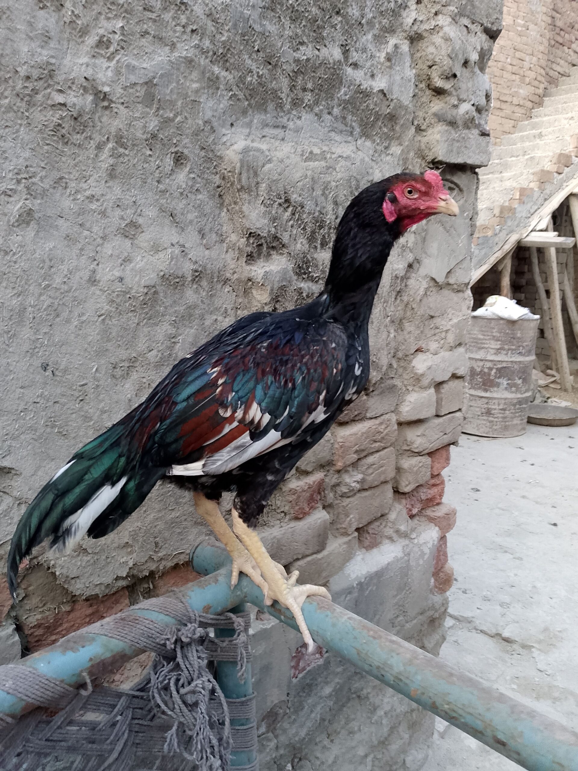 Aseel lover