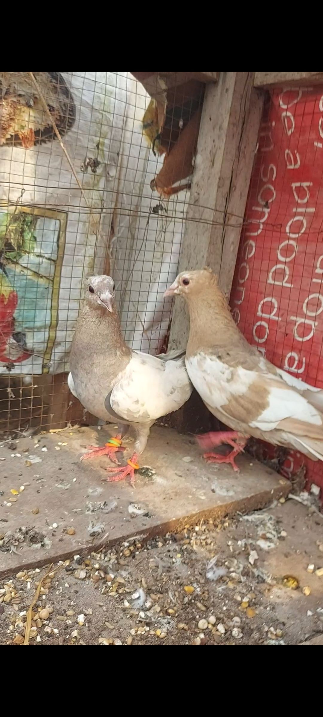 Pela Sohnchirra pair for sale