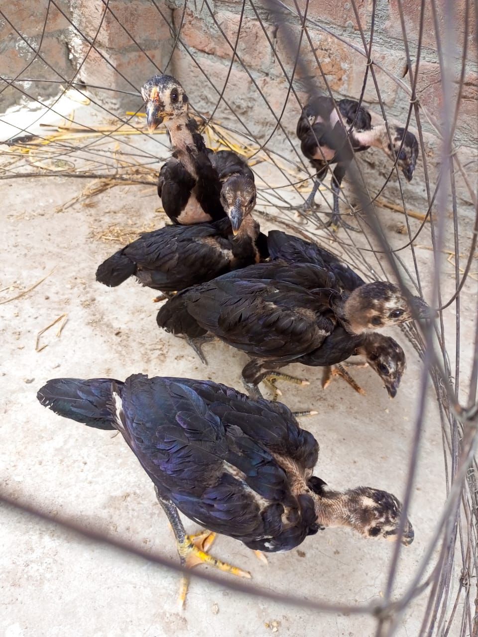 Pure Thai chicks for sale