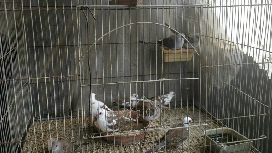 Diamond pied dove