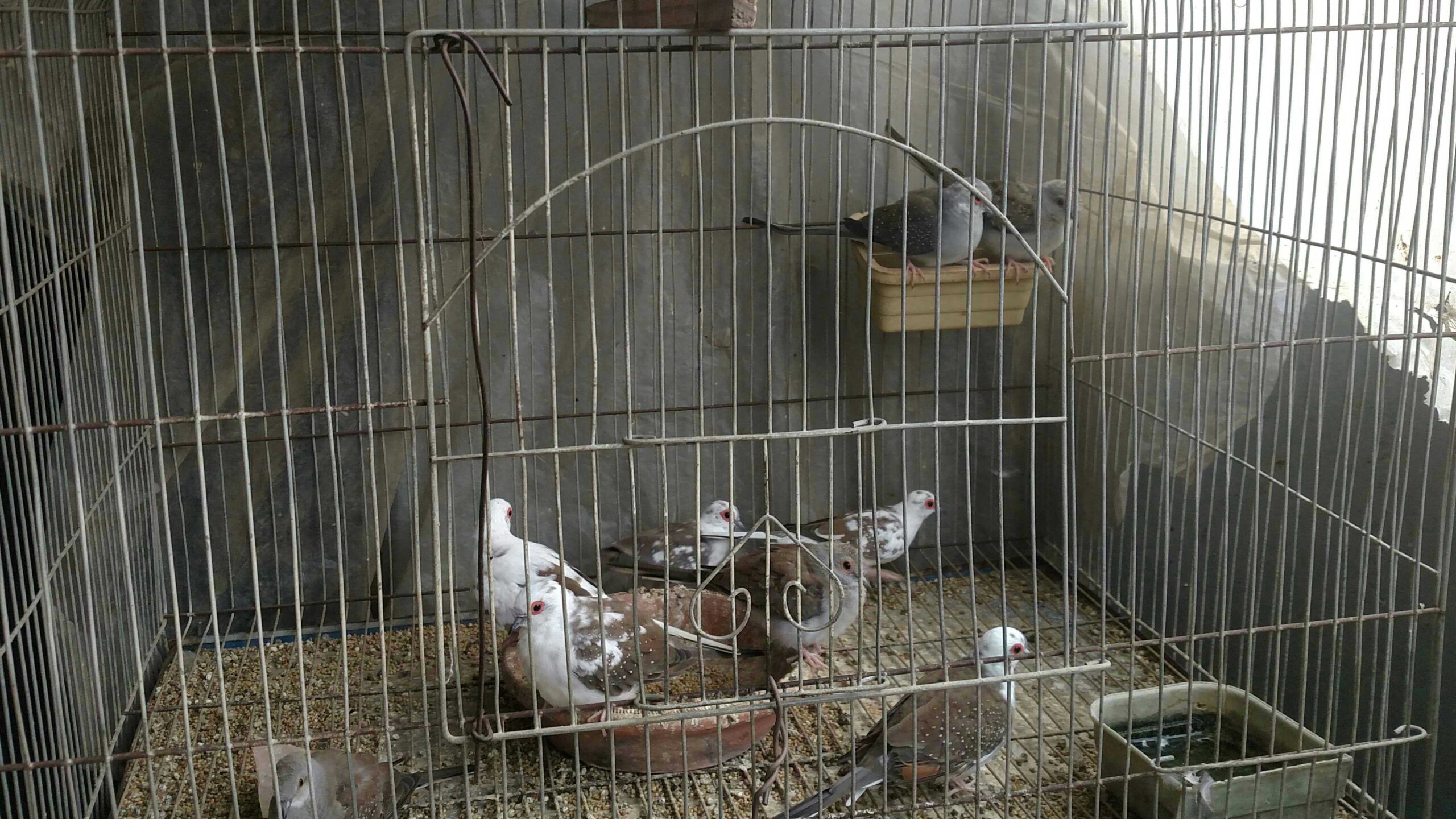 Diamond pied dove