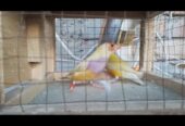 Lady Gouldian Finch
