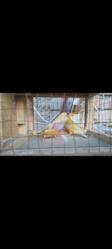Lady Gouldian Finch