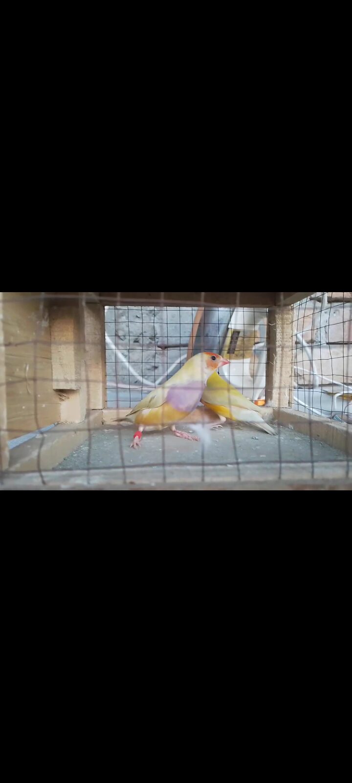 Lady Gouldian Finch