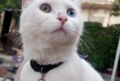 Odd Eyes white Persian Male Cat