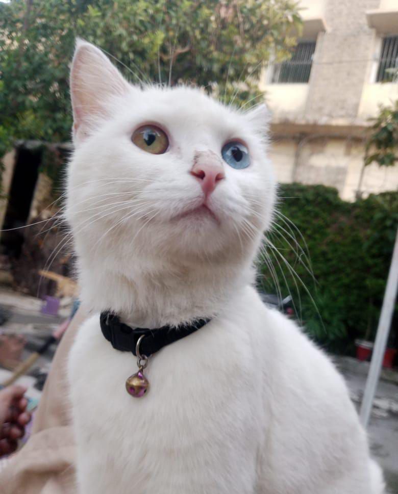 Odd Eyes white Persian Male Cat
